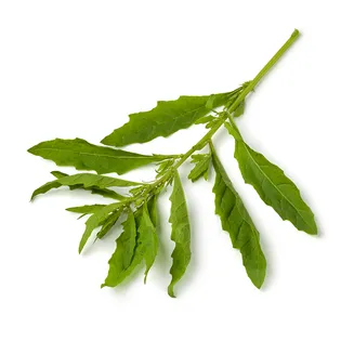 apazote mole de olla maxicarne